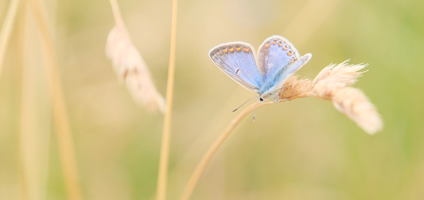 common blue butterfly