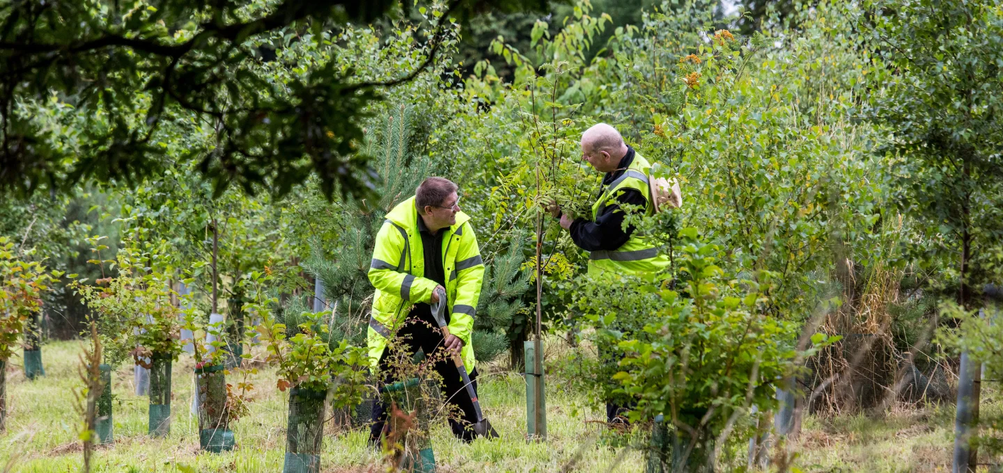 An outdoor garden area covered in greenery